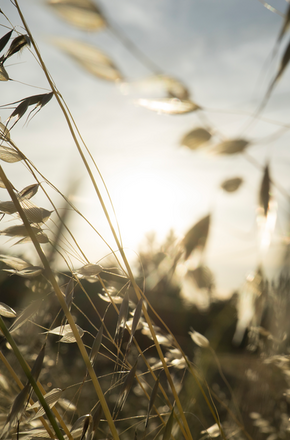 Backlit long yellow grass in a field, Provence