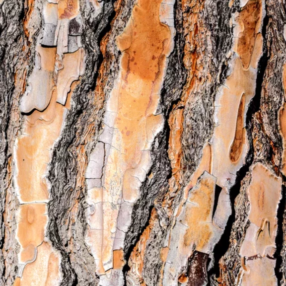 Wood bark - Getty Images